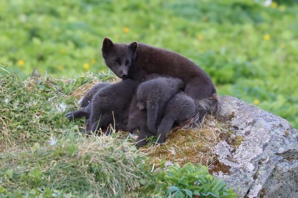 Arctic fox motherhood thumbnail