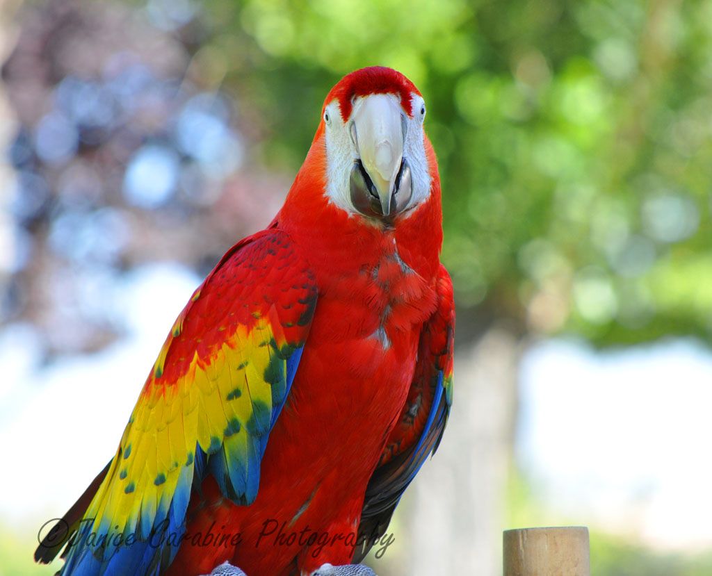 Beautiful Parrot. | Smithsonian Photo Contest | Smithsonian Magazine