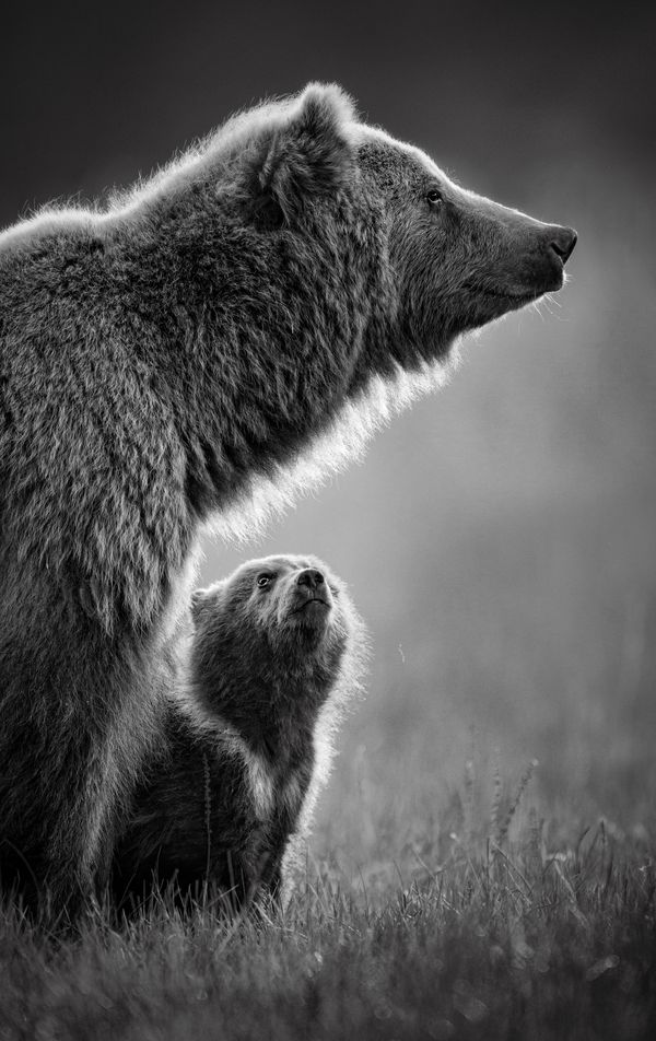 My hero: A bear cub looks up at its mother in hero worship thumbnail