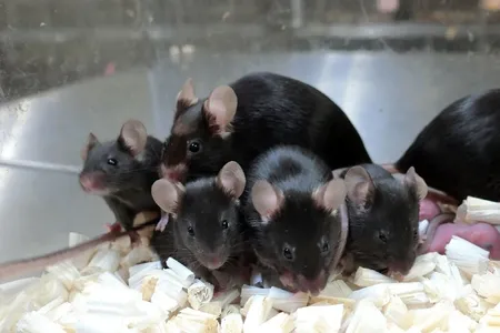 Mice pups were borne out of freeze-dried mice sperm that had been stored on the International Space Station for up to six years. Some of those mice and their offspring are pictured here. 
