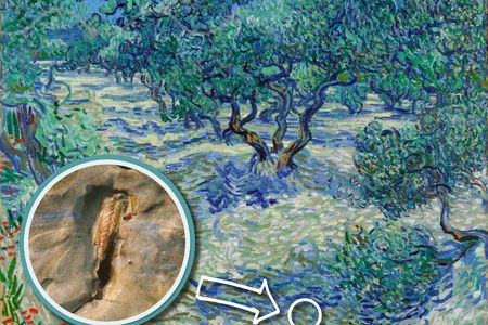 The insect, which is barely visible to the naked eye, was probably dead by the time it landed on van Gogh's canvas.