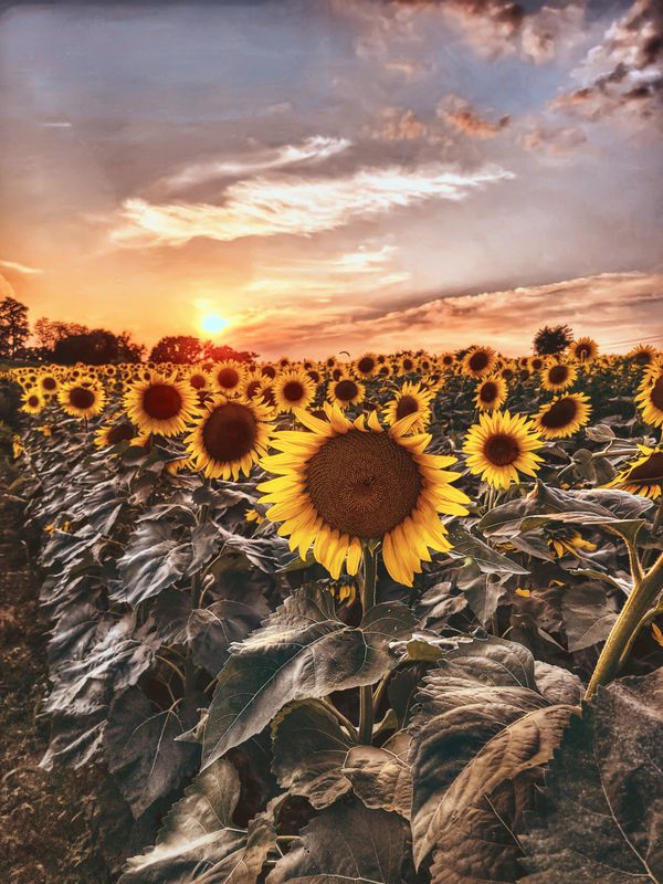Sunset over sunflowers thumbnail