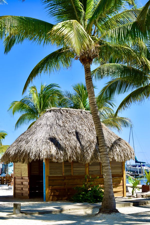 Palapa hut under a palm tree thumbnail