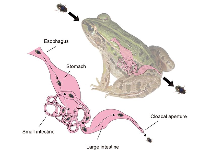 Frog hot sale escape cycle