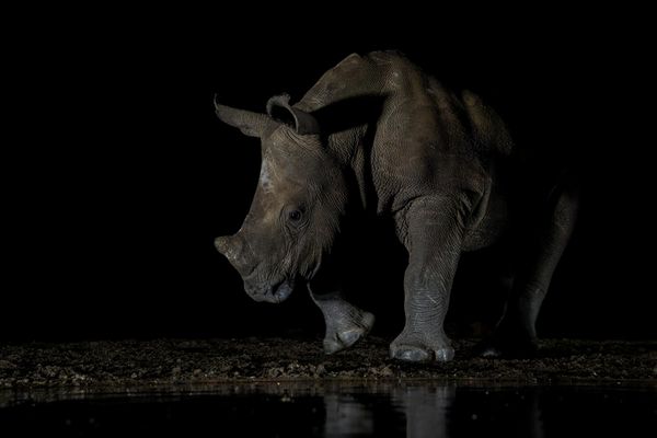 Rhino calf thumbnail