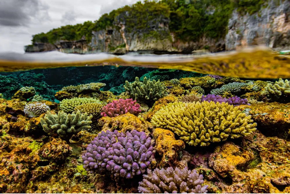 Colorful coral flourish