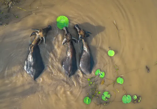 Buffaloes in a Pond thumbnail