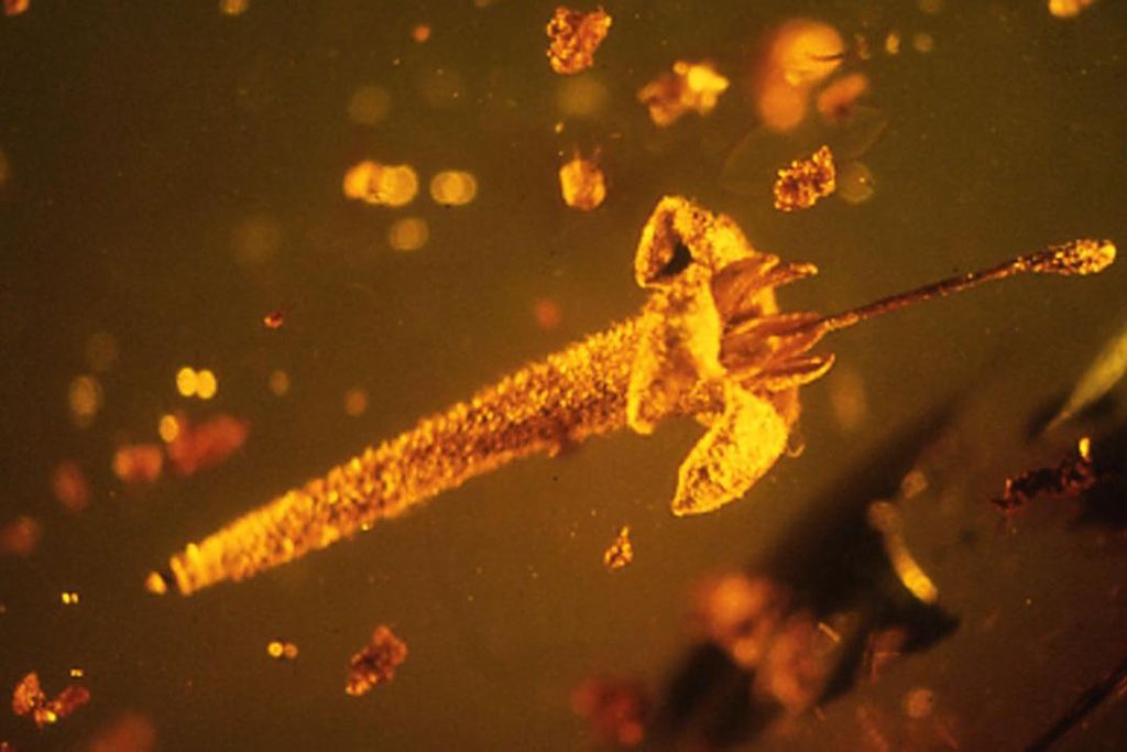 Flower in amber