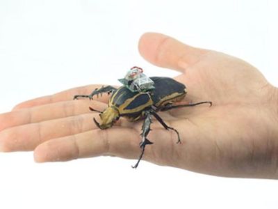 Researchers strapped electronics onto giant flower beetles to better understand how they direct themselves during flight.