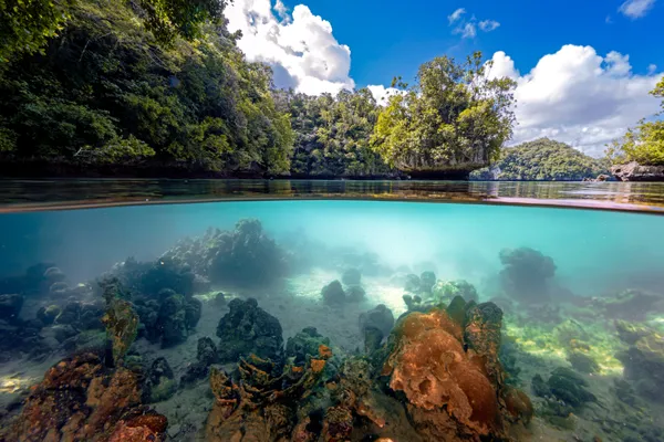 Jungle and Coral Extravaganza thumbnail