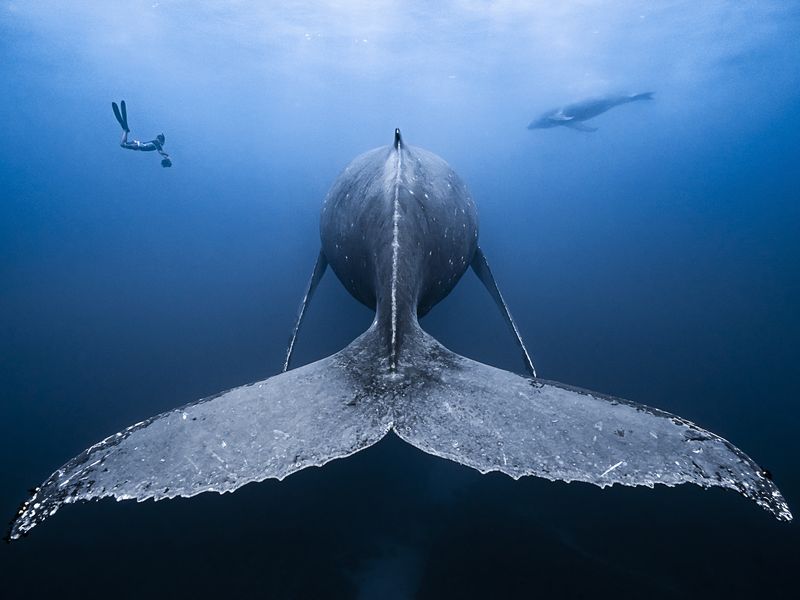 A sleeping whale in Reunion Island Smithsonian Photo Contest