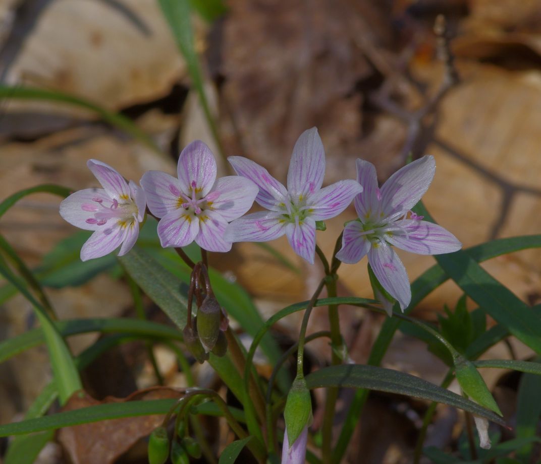 Spring Beauty | Smithsonian Photo Contest | Smithsonian Magazine