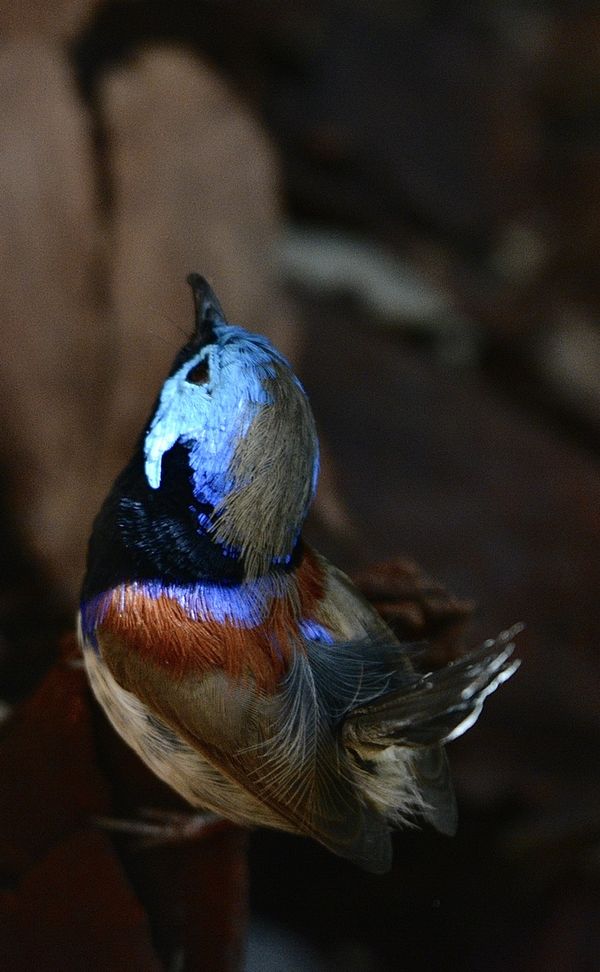 Male Fairywren dreams thumbnail