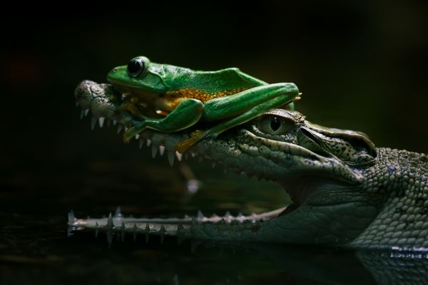 Frog & Crocs thumbnail
