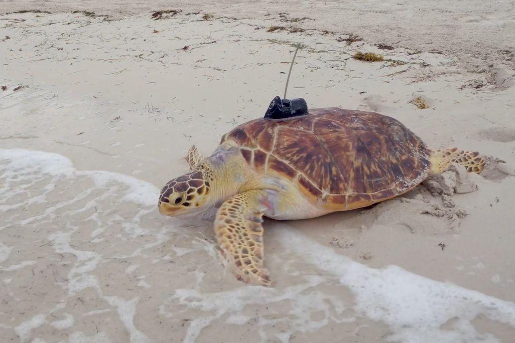 Rare hybrid sea turtle released