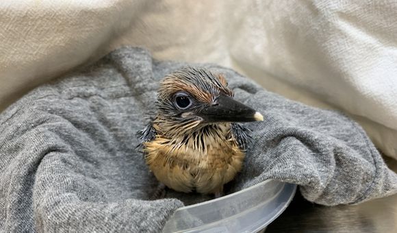Animu and Giha’s male Guam kingfisher chick at 23 days old.