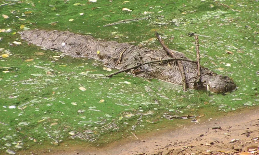 Crocodile lures prey