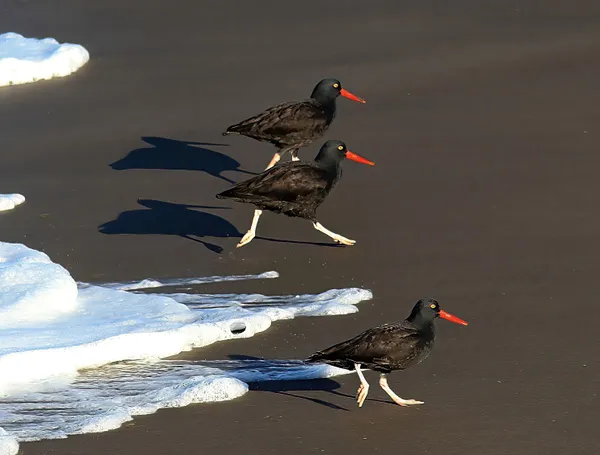 Black Oystercatchers Keeping Their Feet Dry thumbnail