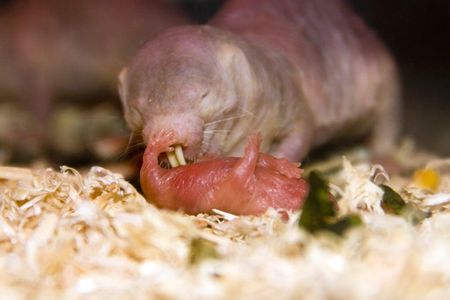 Hormone signals help ready worker mole-rats to treat pups as their own.