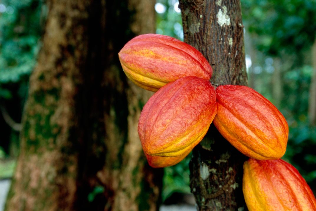 Cocoa Pods