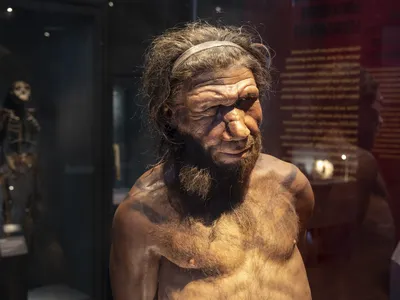 A model of a Neanderthal at the Natural History Museum in London. Researchers theorize that molecules that existed in our extinct ancestors could be used to treat pathogens today.
