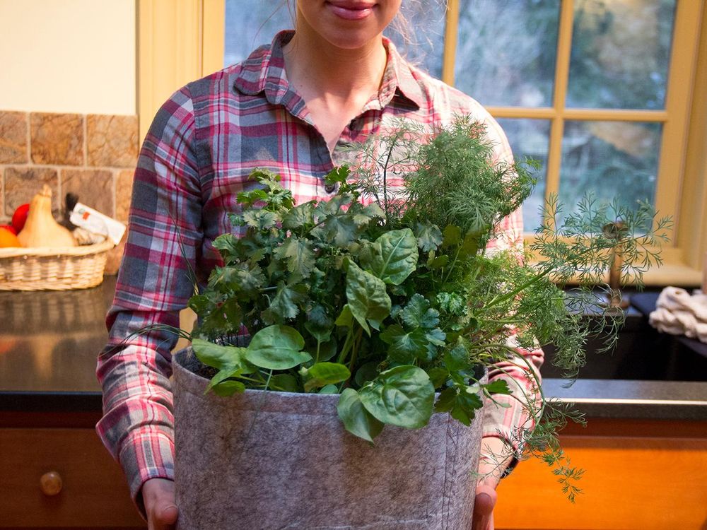 The Best Containers for Growing Salad Greens • Gardenary