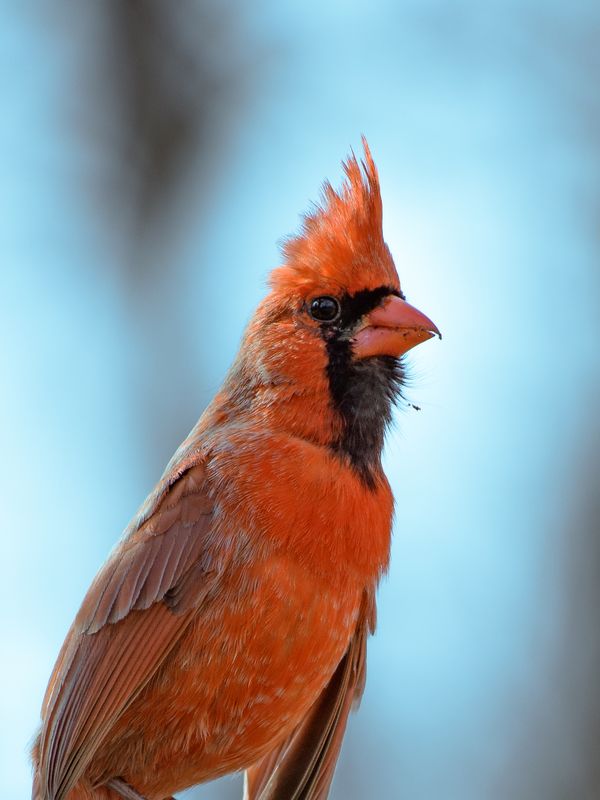 A poised cardinal portrait. thumbnail