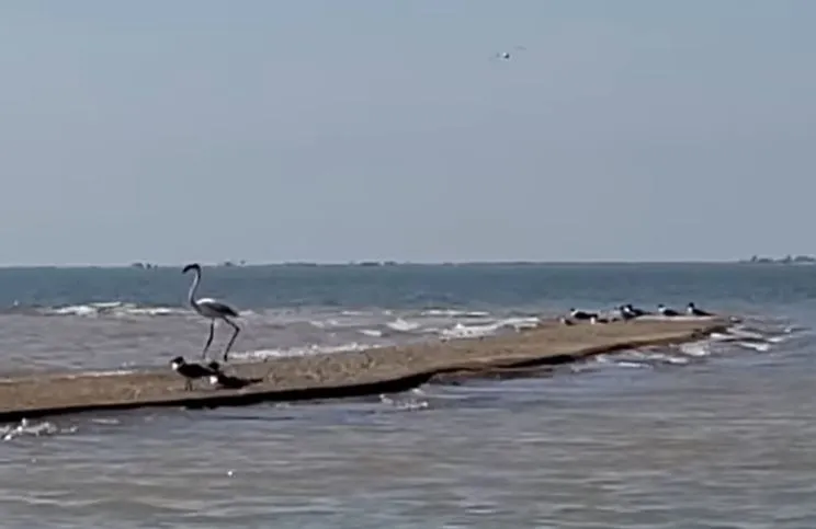 Flamingo on a beach with some other birds