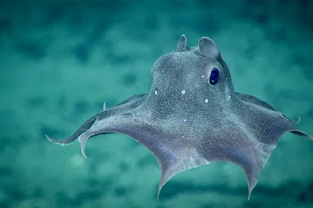 Dumbo octopuses, like the&nbsp;Opisthoteuthis agassizii&nbsp;seen here during a 2019 dive, are the deepest-living group of octopuses known.