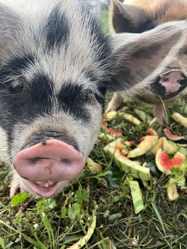 Hog heaven thumbnail