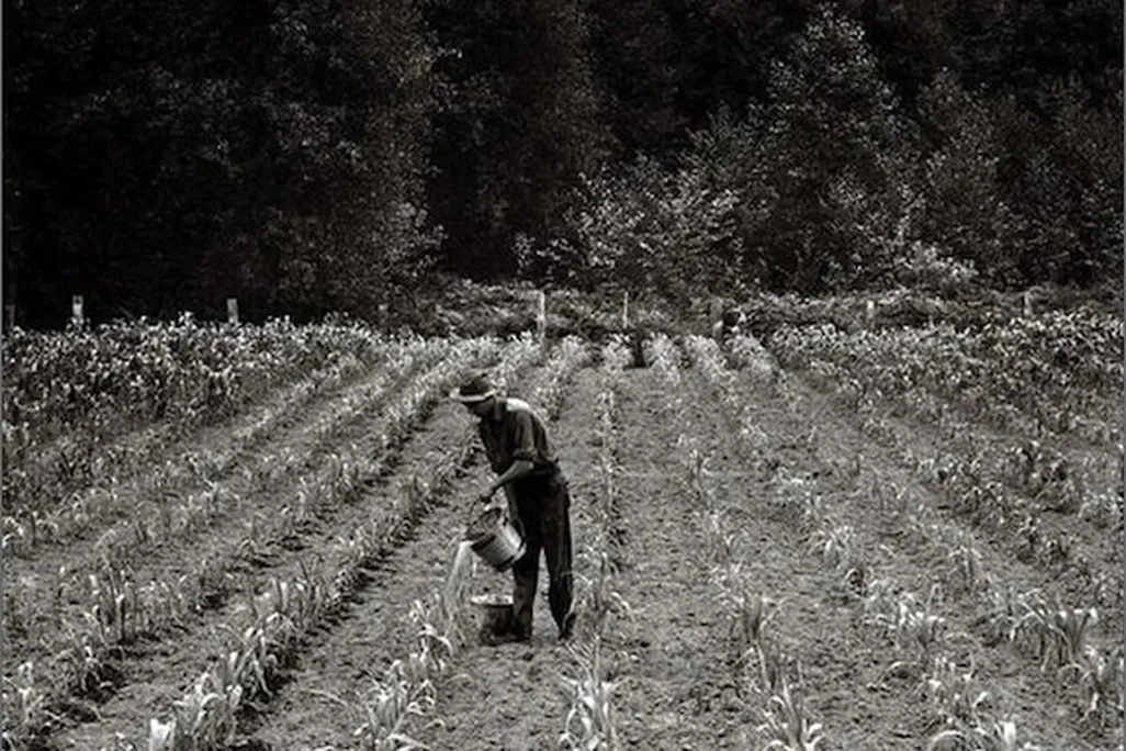 A Midwest field circa 1936