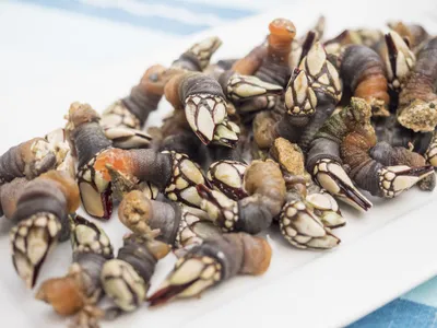 Percebes are generally under two inches long, with a fleshy body and pieces of shell that lead to a point on one end. Let's be honest, they look like dinosaur toes.