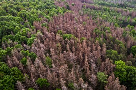 A forest in Koenigshain, Germany.