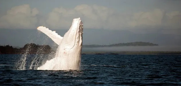 Migaloo, the white whale
