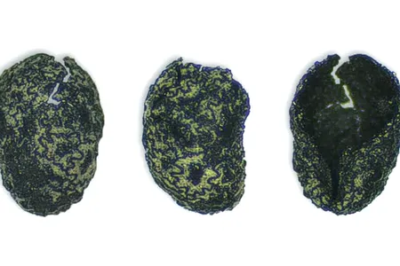 While the seeds do not indicate how the ancient humans used tobacco, researchers suspect that tobacco leaves, stems, and other plants may have been twisted together and chewed or sucked and the seeds were discarded or spit out.