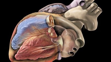 The human heart