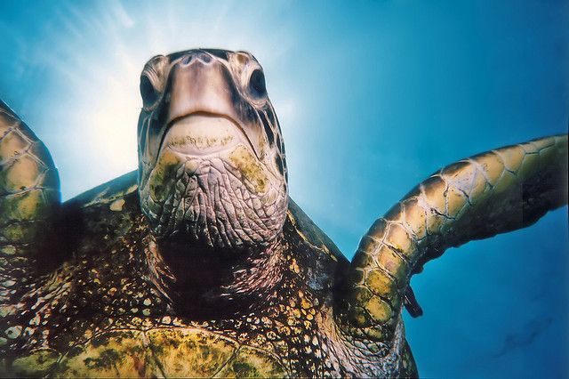 A green sea turtle