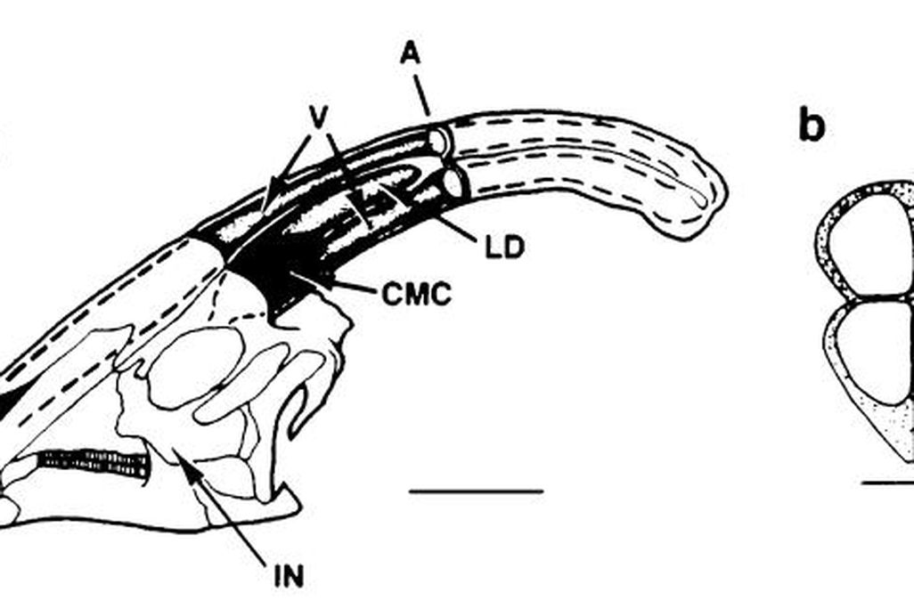 20110520083305skull-of-parasaurolophus.jpg
