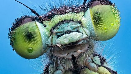 See Ten Creepy-Crawly Portraits From the Insect Week Photography Contest