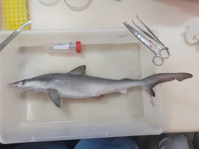 Thirteen Sharks Test Positive for Cocaine Off the Coast of Brazil image