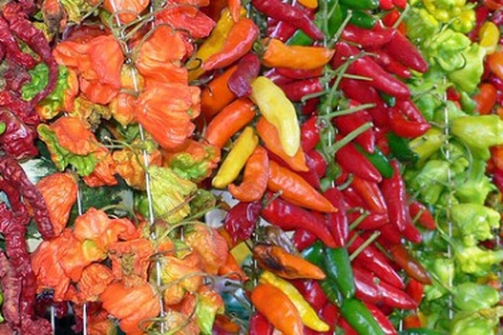 If spicy fruits are helpful to a chili plant, why aren't all chili peppers hot?