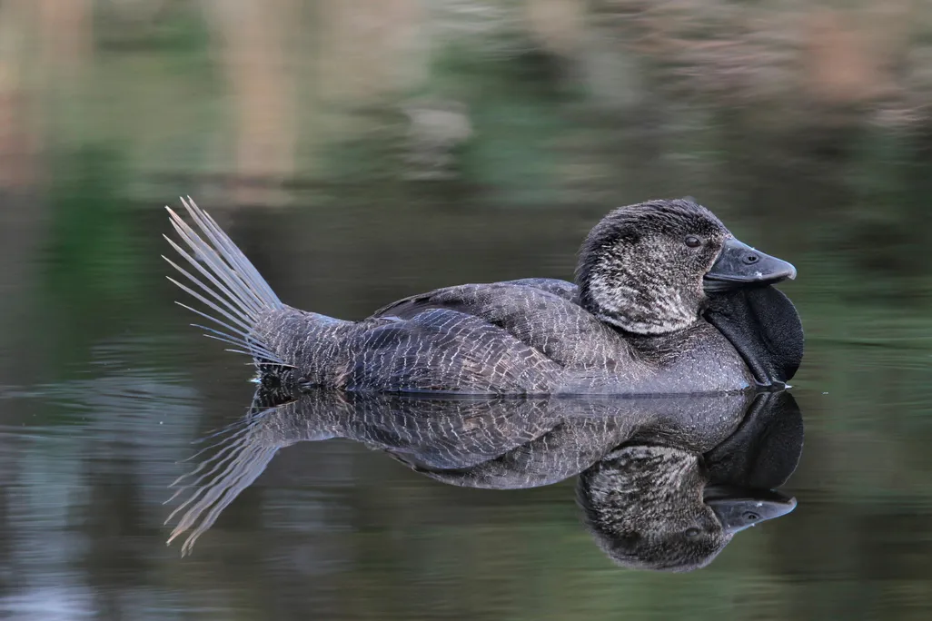 A musk duck