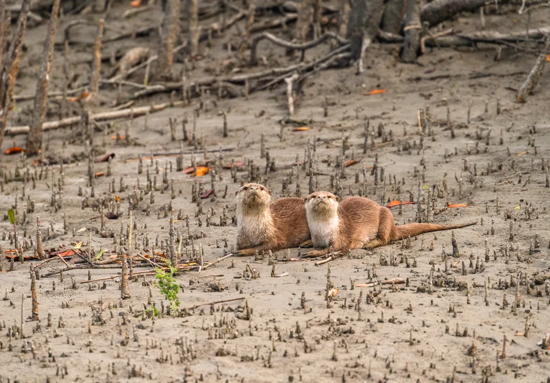 Two otters  in a Sundarban mangrove area near the Bay of Bengal.