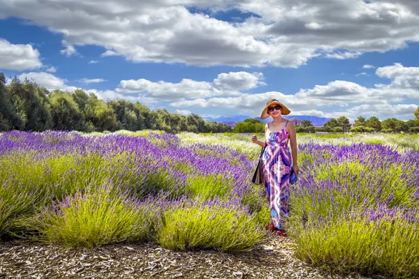 Among the Lavender thumbnail