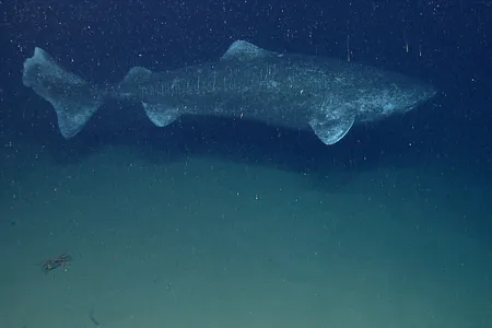 Move over, tortoises: These sharks take the prize for oldest living vertebrate. 