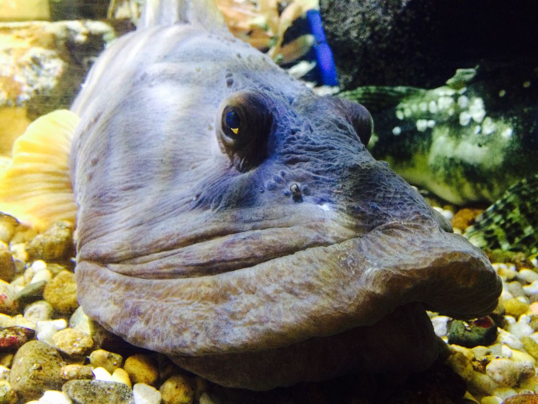 Blue ocean pout fish floating above brown gravel in a fish tank