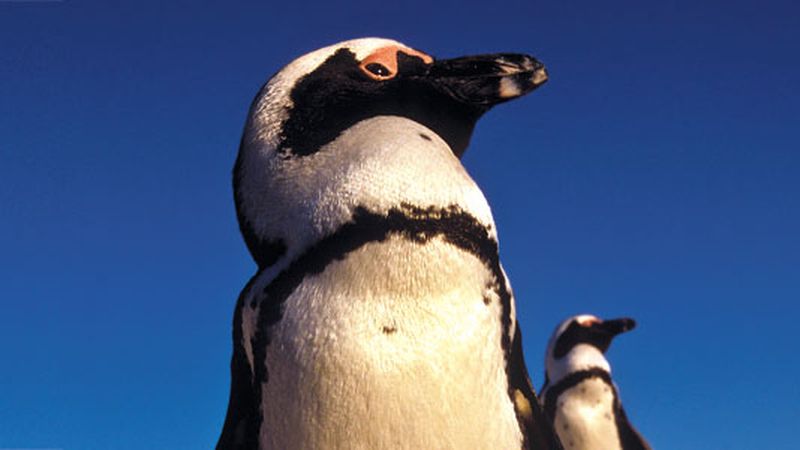 Penguins  Crawford's Gift Shop