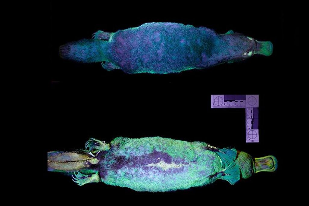The top and bottom of a museum specimen platypus shown under ultraviolet light so they glow blue-green