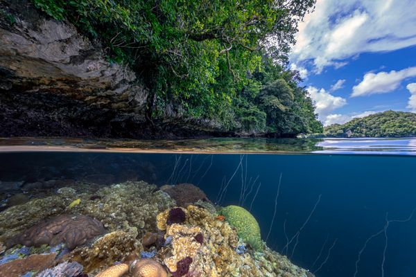 Jungle Above, Reef Beyond thumbnail