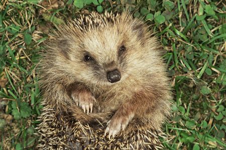 Who wouldn't want to let these adorable critters pass through?
